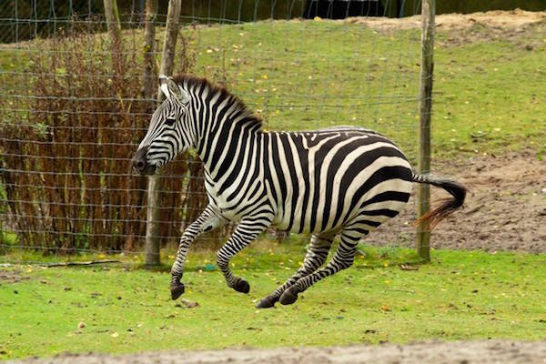 Zebra springt er vrolijk op los