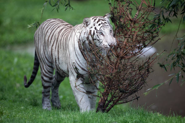 De Bengaalse Tijger