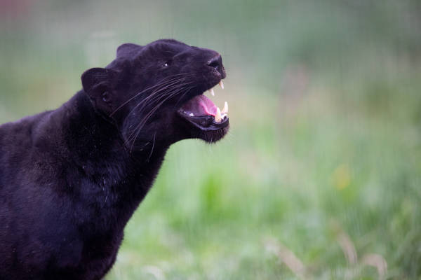 Familiepark Mondo Verde: De Zwarte Panter