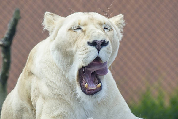 Slaperige witte leeuw