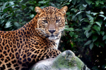 Afbeelding van Familiepark Mondo Verde