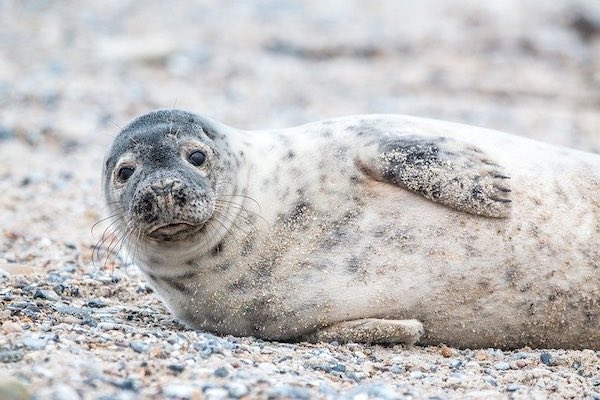 Vrolijke Visser Zeehondensafari