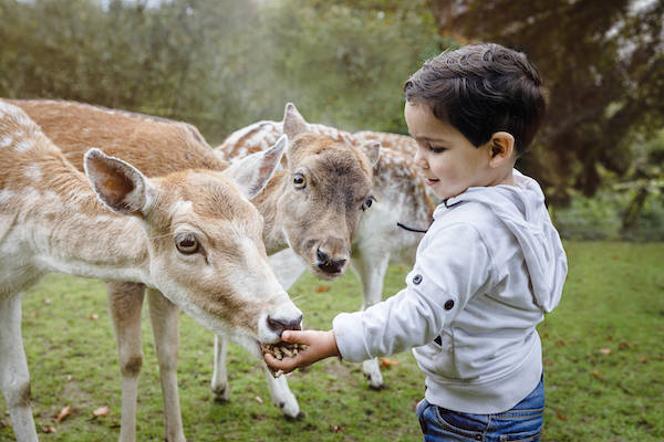 Vakantiepark Dierenbos