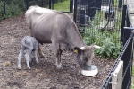 Afbeelding van Kinderboerderij de Schoterhoeve