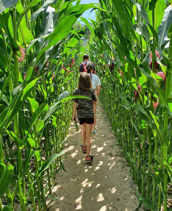 Lopen door het maisdoolhof
