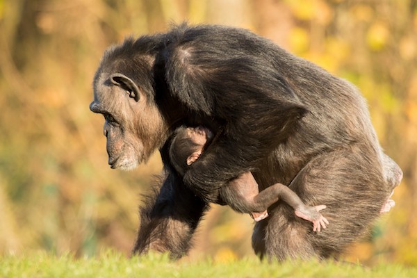 Chimpansee en zijn jong