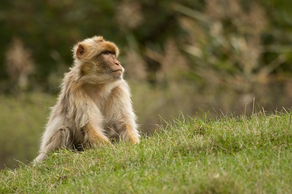 Berberaap zit in het gras