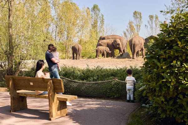 Dierenrijk: De olifanten