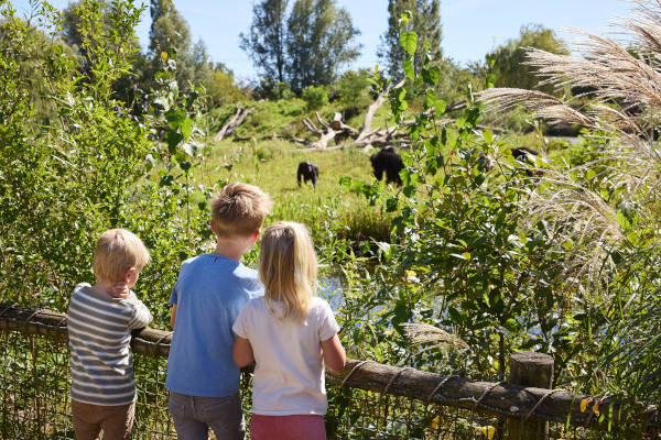 Kinderen kijken naar de dieren