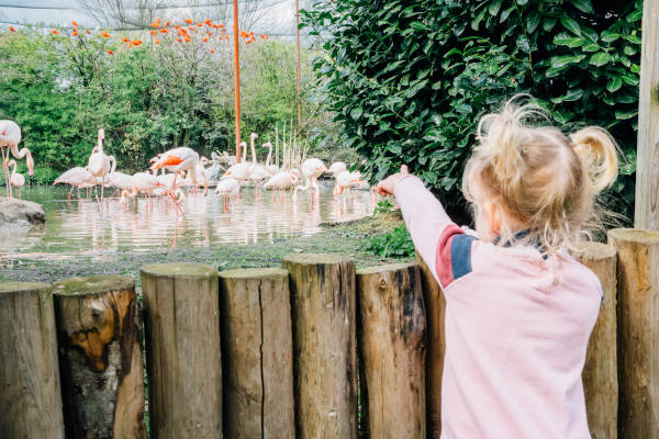 Meisje wijst naar de flamingo's