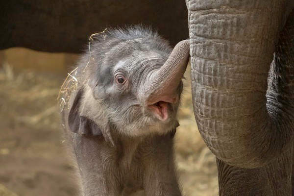 4 maanden te vroeg geboren olifantje Jing