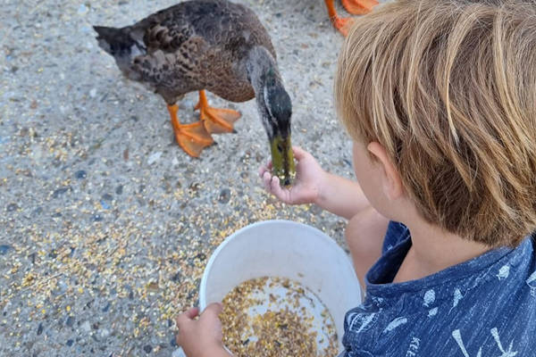 Beleefboerderij De Stelle in Ouwerkerk