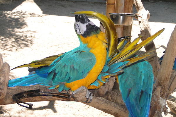 Papegaai wast zijn eigen veren in Dierenpark de Oliemeulen
