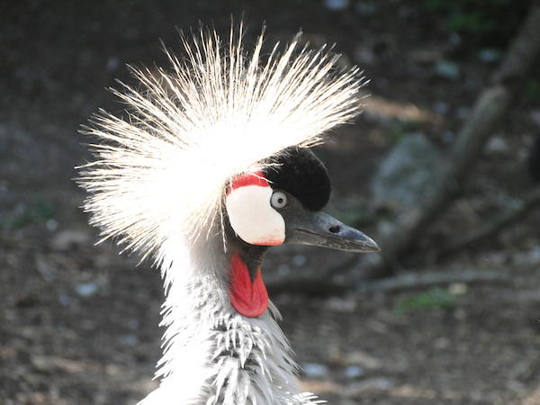 Dierenpark de Oliemeulen, een vreemd dierenpark?