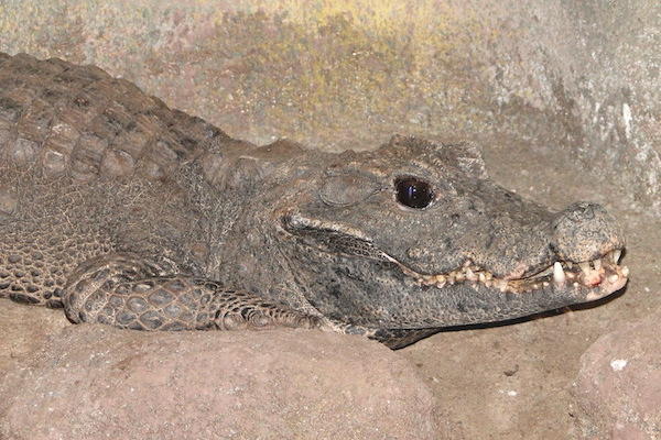 Krokodil tussen de stenen