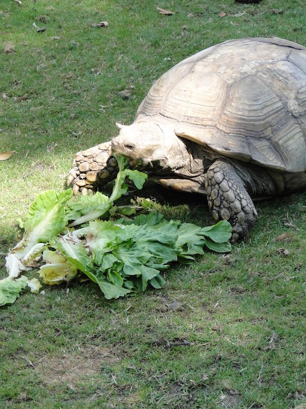 Reuzenschildpad aan het eten