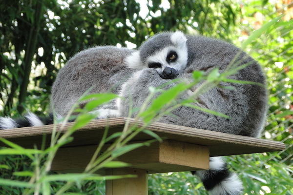 Ringstaartmaki's genieten van het mooie weer bij Dierenpark de Oliemeulen