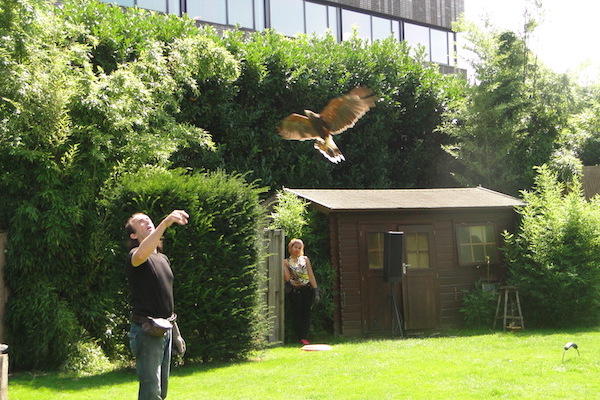 Vliegende roofvogel