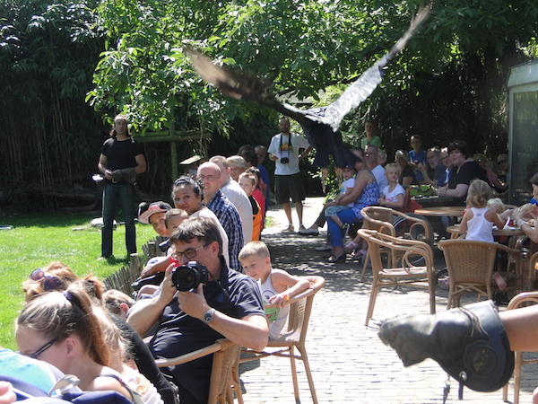 Roofvogel show kijken