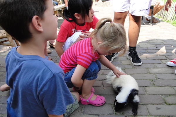 Kinderen aaien stinkdier bij Dierenpark de Oliemeulen
