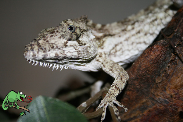 Anolis Porcus