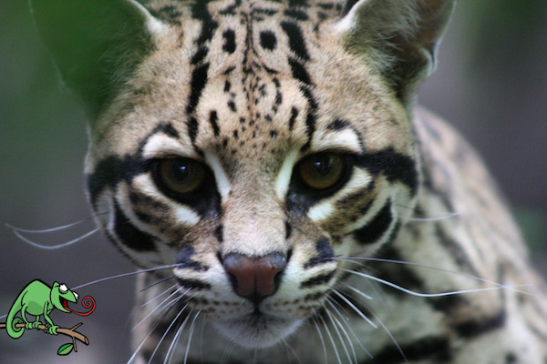 Ocelot