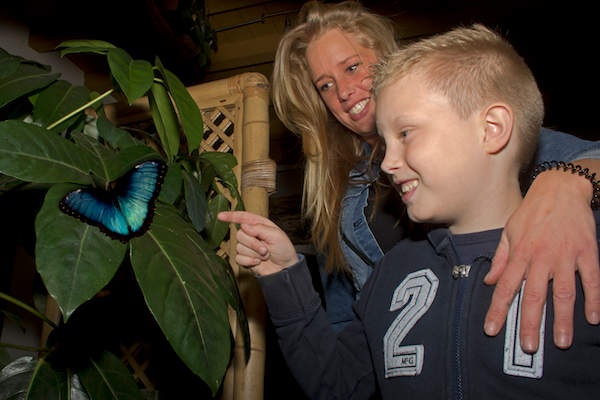 Vlinders in de Oliemeulen