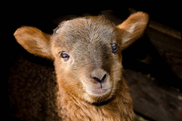Kinderboerderij Klaverweide in Capelle aan den IJssel