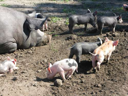 Mama varken met haar babys 01 (7-2010)