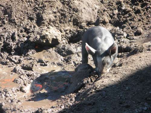 Baby varken in modder (07-2010)