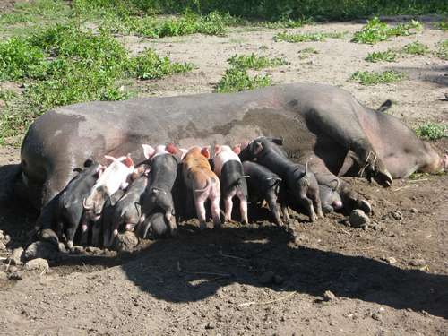 Moeder varken geeft eten