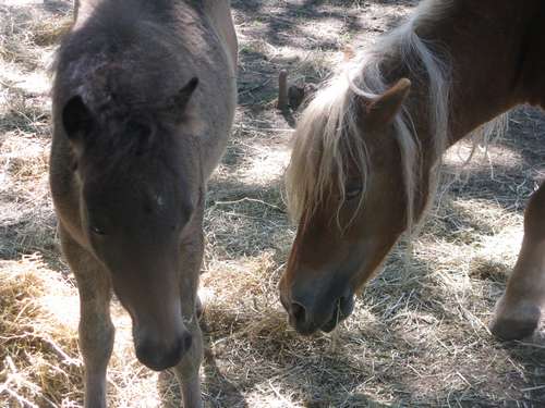 Veulen en pony