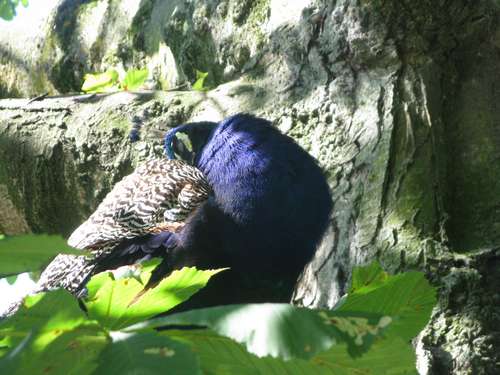 Pauw in de boom