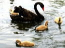 Afbeelding van Kinderboerderij Merenwijk