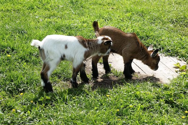 Kinderboerderij