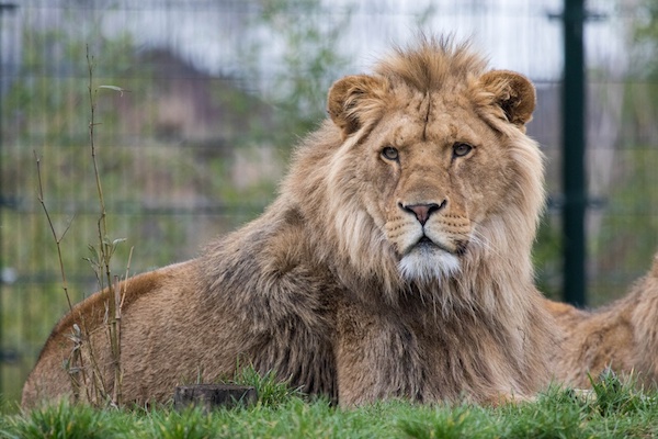 Zoo Parc Overloon: Afrikaanse leeuw