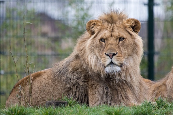 Voorkom dat je nog meer korting voor Zoo Parc Overloon mist