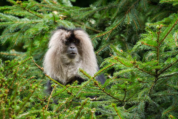 Baardaap tussen de bomen