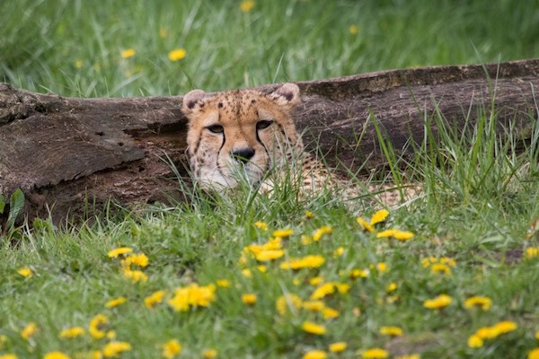 Cheeta ligt lekker in het gras