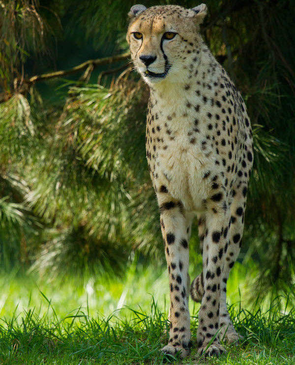 Cheeta