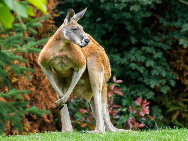 Rode Kangaroe