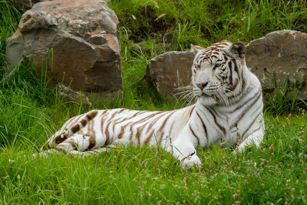 Witte Tijger ligt lekker in het gras