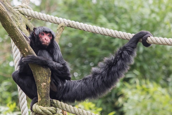 Zoo Parc Overloon: Zwarte Slingeraap