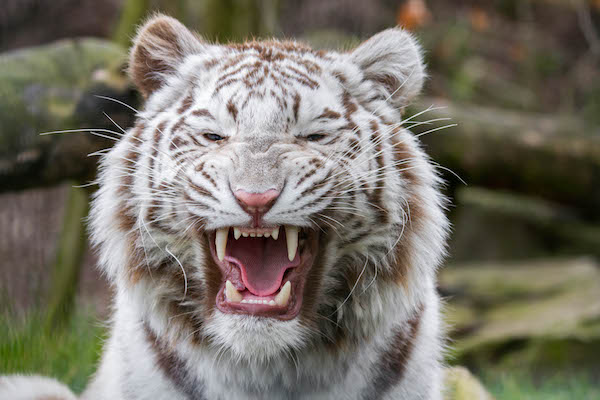 Brullende witte tijger