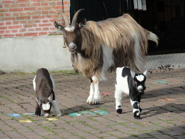 Kinderboerderij Minnebeek: Mama geit past goed op haar lammetjes