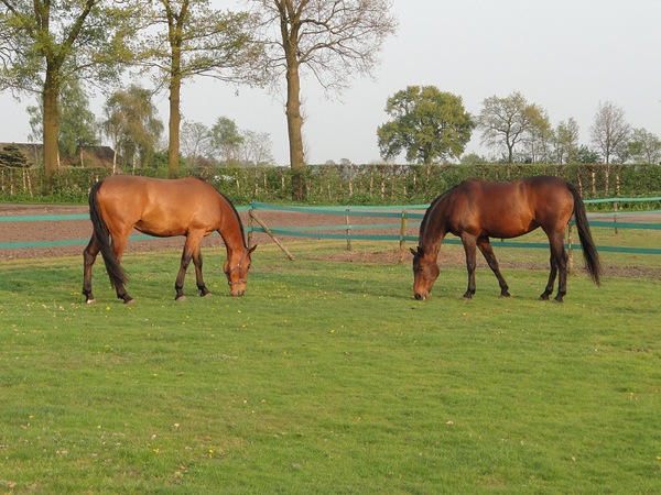 Paarden genieten in de weide