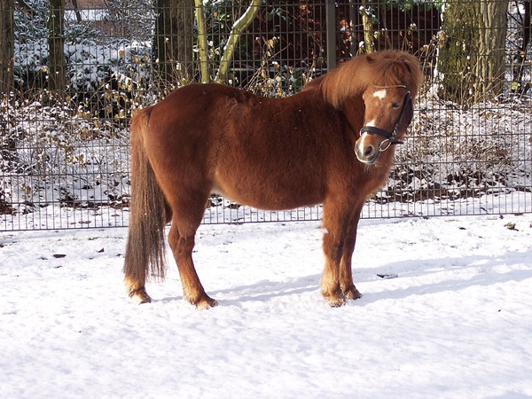 Pony in de sneeuw