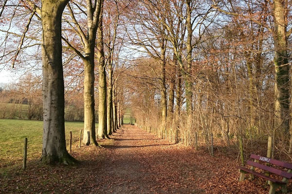 Hellingbos Epen in Epen
