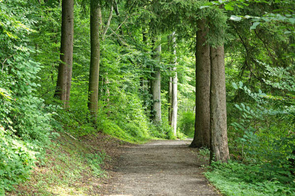 Bronbossen Springendal in Vasse