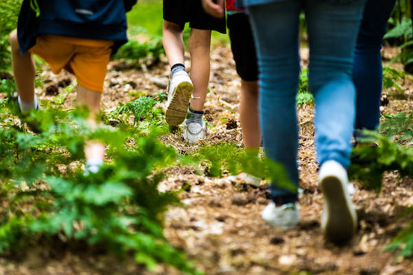 Door het bos stappen